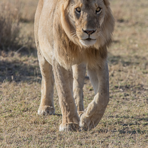 2015-10-21 - Op weg naar de schaduw<br/>Serengeti National Park - Tanzania<br/>Canon EOS 7D Mark II - 420 mm - f/5.6, 1/1250 sec, ISO 400