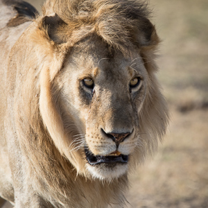2015-10-21 - Leeuwenportret<br/>Serengeti National Park - Tanzania<br/>Canon EOS 7D Mark II - 420 mm - f/5.6, 1/1250 sec, ISO 400