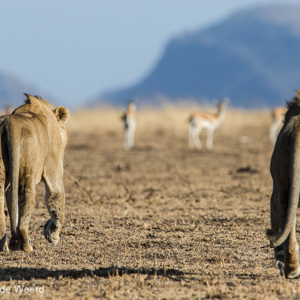 2015-10-21 - Met zijn tweeen op pad<br/>Serengeti National Park - Tanzania<br/>Canon EOS 7D Mark II - 420 mm - f/5.6, 1/1000 sec, ISO 200