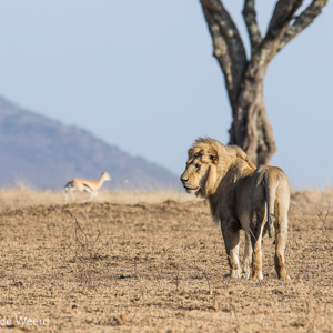 2015-10-21 - De gazelles waren niet interessant<br/>Serengeti National Park - Tanzania<br/>Canon EOS 7D Mark II - 420 mm - f/8.0, 1/1000 sec, ISO 400