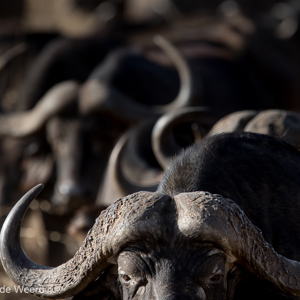 2015-10-21 - Buffel horens<br/>Serengeti National Park - Tanzania<br/>Canon EOS 7D Mark II - 420 mm - f/5.6, 1/1250 sec, ISO 800