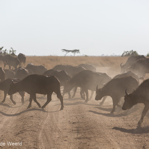 2015-10-21 - Stoffige oversteek<br/>Serengeti National Park - Tanzania<br/>Canon EOS 5D Mark III - 200 mm - f/5.6, 1/2000 sec, ISO 200
