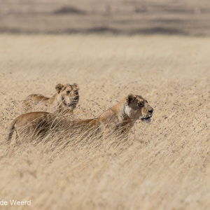2015-10-21 - Leeuwen op jacht in het hoge gras<br/>Serengeti National Park - Tanzania<br/>Canon EOS 7D Mark II - 420 mm - f/5.6, 1/1250 sec, ISO 200