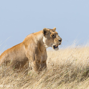 2015-10-21 - Even uitrusten op een hoger punt<br/>Serengeti National Park - Tanzania<br/>Canon EOS 7D Mark II - 420 mm - f/5.6, 1/1250 sec, ISO 200