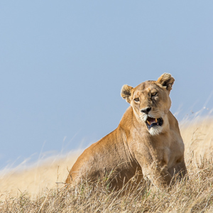 2015-10-21 - Leeuwin mooi in het gele gras<br/>Serengeti National Park - Tanzania<br/>Canon EOS 7D Mark II - 420 mm - f/5.6, 1/1000 sec, ISO 200