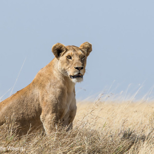 2015-10-21 - Leeuwin in het gele gras en voor de blauwe lucht<br/>Serengeti National Park - Tanzania<br/>Canon EOS 7D Mark II - 420 mm - f/8.0, 1/1250 sec, ISO 400