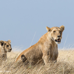 2015-10-21 - Ah, het wachten was op het welpje<br/>Serengeti National Park - Tanzania<br/>Canon EOS 7D Mark II - 420 mm - f/8.0, 1/1000 sec, ISO 400