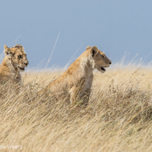 2015-10-21 - Twee leeuwenwelpen op de uitkijk<br/>Serengeti National Park - Tanzania<br/>Canon EOS 7D Mark II - 420 mm - f/5.6, 1/1000 sec, ISO 200