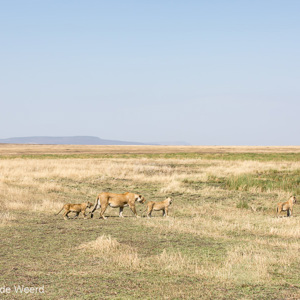 2015-10-21 - Leeuwin met drie welpen op pad<br/>Serengeti National Park - Tanzania<br/>Canon EOS 5D Mark III - 70 mm - f/5.6, 1/1600 sec, ISO 200