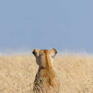 2015-10-21 - Leeuwenwelp in het gele gras<br/>Serengeti National Park - Tanzania<br/>Canon EOS 7D Mark II - 420 mm - f/5.6, 1/1000 sec, ISO 125