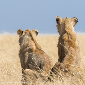 2015-10-21 - Gezellig met zijn tweeen op de uitkijk<br/>Serengeti National Park - Tanzania<br/>Canon EOS 7D Mark II - 420 mm - f/8.0, 1/1250 sec, ISO 500