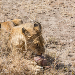 2015-10-21 - Leeuwin met maag van een prooi<br/>Serengeti National Park - Tanzania<br/>Canon EOS 5D Mark III - 80 mm - f/5.6, 1/640 sec, ISO 200