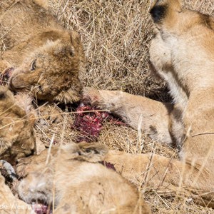 2015-10-21 - Leeuwen met prooi<br/>Serengeti National Park - Tanzania<br/>Canon EOS 5D Mark III - 200 mm - f/8.0, 1/640 sec, ISO 200
