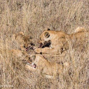 2015-10-21 - Leeuwen met prooi<br/>Serengeti National Park - Tanzania<br/>Canon EOS 5D Mark III - 70 mm - f/8.0, 1/800 sec, ISO 200