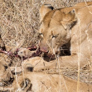 2015-10-21 - Leeuwen met prooi<br/>Serengeti National Park - Tanzania<br/>Canon EOS 5D Mark III - 200 mm - f/8.0, 1/800 sec, ISO 200