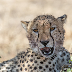 2015-10-21 - Cheeta gaap<br/>Serengeti National Park - Tanzania<br/>Canon EOS 7D Mark II - 420 mm - f/5.6, 1/1000 sec, ISO 640