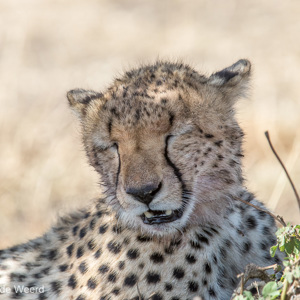 2015-10-21 - Slaperige Cheeta<br/>Serengeti National Park - Tanzania<br/>Canon EOS 7D Mark II - 420 mm - f/5.6, 1/1250 sec, ISO 640