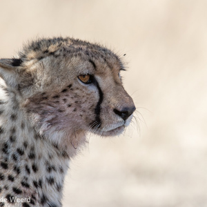 2015-10-21 - Cheeta portret<br/>Serengeti National Park - Tanzania<br/>Canon EOS 7D Mark II - 420 mm - f/5.6, 1/1250 sec, ISO 640