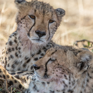 2015-10-21 - Cheeta familie<br/>Serengeti National Park - Tanzania<br/>Canon EOS 7D Mark II - 420 mm - f/5.6, 1/1000 sec, ISO 800