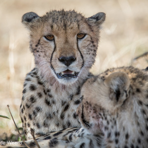 2015-10-21 - Cheeta portret<br/>Serengeti National Park - Tanzania<br/>Canon EOS 7D Mark II - 420 mm - f/4.0, 1/1000 sec, ISO 320