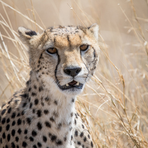 2015-10-21 - Cheeta portret in het gele gras<br/>Serengeti National Park - Tanzania<br/>Canon EOS 7D Mark II - 420 mm - f/5.6, 1/1250 sec, ISO 320