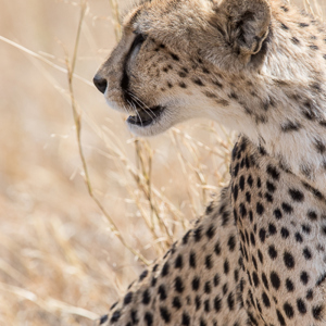 2015-10-21 - Cheeta op de uitkijk<br/>Serengeti National Park - Tanzania<br/>Canon EOS 7D Mark II - 420 mm - f/5.6, 1/1250 sec, ISO 400