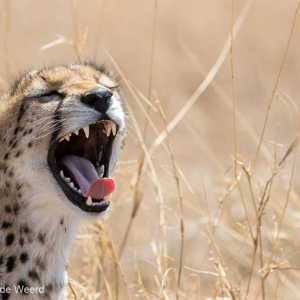 2015-10-21 - Cheeta gaap<br/>Serengeti National Park - Tanzania<br/>Canon EOS 7D Mark II - 420 mm - f/5.6, 1/1000 sec, ISO 320