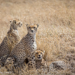 2015-10-21 - Cheeta familie<br/>Serengeti National Park - Tanzania<br/>Canon EOS 5D Mark III - 200 mm - f/5.6, 1/1000 sec, ISO 200