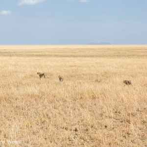 2015-10-21 - Cheetas op pad op de eneindige vlakte<br/>Serengeti National Park - Tanzania<br/>Canon EOS 5D Mark III - 70 mm - f/5.6, 1/1250 sec, ISO 200