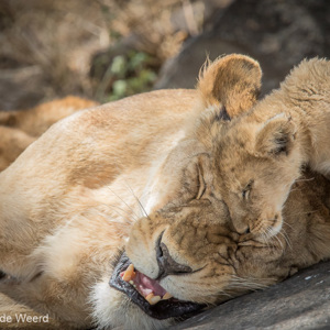 2015-10-21 - Leeuwenwelpje bij mama leeuw<br/>Serengeti National Park - Tanzania<br/>Canon EOS 7D Mark II - 420 mm - f/5.6, 1/1000 sec, ISO 1250