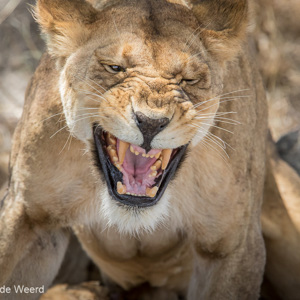 2015-10-21 - Mama leeuw had geen zin om melk te geven<br/>Serengeti National Park - Tanzania<br/>Canon EOS 7D Mark II - 420 mm - f/5.6, 1/1000 sec, ISO 1250