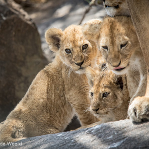 2015-10-21 - Ah, wat een cuties die welpjes<br/>Serengeti National Park - Tanzania<br/>Canon EOS 7D Mark II - 420 mm - f/5.6, 1/1000 sec, ISO 1600