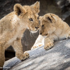 2015-10-21 - De kleintjes waren nog wel wakker en speels<br/>Serengeti National Park - Tanzania<br/>Canon EOS 7D Mark II - 420 mm - f/5.6, 1/1000 sec, ISO 1600