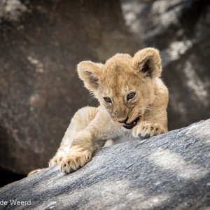 2015-10-21 - Grrrrrr<br/>Serengeti National Park - Tanzania<br/>Canon EOS 7D Mark II - 420 mm - f/5.6, 1/800 sec, ISO 1600