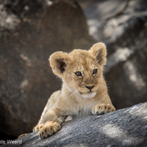 2015-10-21 - Leeuwenwelpje op de rotsen<br/>Serengeti National Park - Tanzania<br/>Canon EOS 7D Mark II - 420 mm - f/4.0, 1/1000 sec, ISO 800