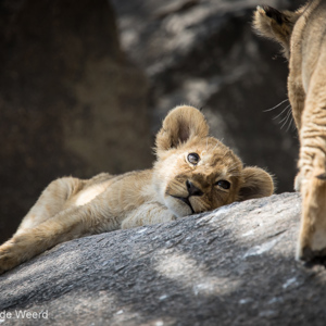 2015-10-21 - Zullen we leuk gaan spelen?<br/>Serengeti National Park - Tanzania<br/>Canon EOS 7D Mark II - 420 mm - f/4.0, 1/1250 sec, ISO 400