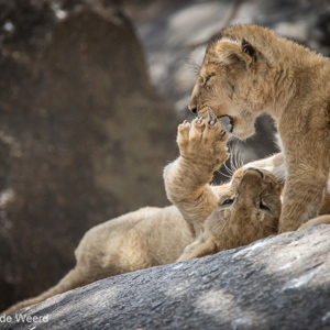 2015-10-21 - Ja, even lekker ravotten<br/>Serengeti National Park - Tanzania<br/>Canon EOS 7D Mark II - 420 mm - f/4.0, 1/1250 sec, ISO 500