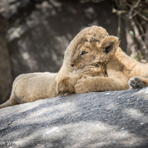 2015-10-21 - Even lekker vechten met elkaar<br/>Serengeti National Park - Tanzania<br/>Canon EOS 7D Mark II - 420 mm - f/4.0, 1/1250 sec, ISO 500