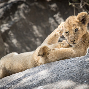 2015-10-21 - Even lekker vechten met elkaar<br/>Serengeti National Park - Tanzania<br/>Canon EOS 7D Mark II - 420 mm - f/5.6, 1/1250 sec, ISO 800