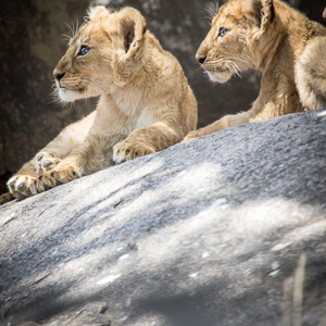 2015-10-21 - Wat gebeurt daar links van ons?<br/>Serengeti National Park - Tanzania<br/>Canon EOS 7D Mark II - 420 mm - f/5.6, 1/1000 sec, ISO 640