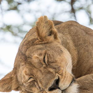 2015-10-21 - Mama leeuw doet lekker een tukkie<br/>Serengeti National Park - Tanzania<br/>Canon EOS 7D Mark II - 420 mm - f/5.6, 1/1000 sec, ISO 800