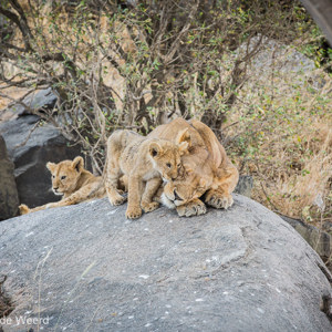 2015-10-21 - Mama doet net alsof ze in diepe slaap is<br/>Serengeti National Park - Tanzania<br/>Canon EOS 5D Mark III - 200 mm - f/5.0, 1/160 sec, ISO 400