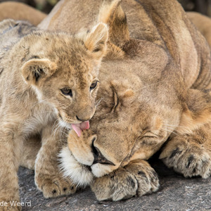 2015-10-21 - Het welpje geeft mama leeuw een lekker lik op de neus<br/>Serengeti National Park - Tanzania<br/>Canon EOS 7D Mark II - 420 mm - f/5.6, 1/1000 sec, ISO 1600