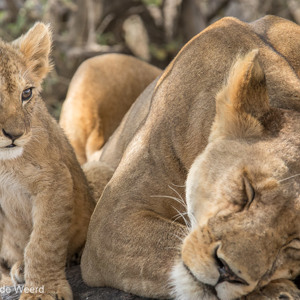 2015-10-21 - Veliig naar de grote mama leeuw<br/>Serengeti National Park - Tanzania<br/>Canon EOS 7D Mark II - 420 mm - f/5.6, 1/1000 sec, ISO 1000