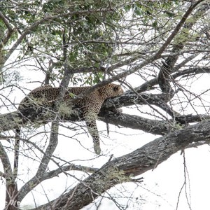2015-10-21 - Luipaard in de boom<br/>Serengeti National Park - Tanzania<br/>Canon EOS 7D Mark II - 420 mm - f/5.6, 1/160 sec, ISO 1600