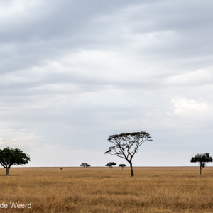 2015-10-21 - Serengeti - eindeloze vlakte...<br/>Serengeti National Park - Tanzania<br/>Canon EOS 5D Mark III - 70 mm - f/8.0, 0.02 sec, ISO 400