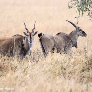 2015-10-21 - Elandantilopen<br/>Serengeti National Park - Tanzania<br/>Canon EOS 7D Mark II - 420 mm - f/4.0, 1/320 sec, ISO 1600
