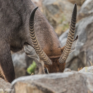 2015-10-22 - Waterbok<br/>Serengeti National Park - Tanzania<br/>Canon EOS 7D Mark II - 420 mm - f/5.6, 1/1000 sec, ISO 1250