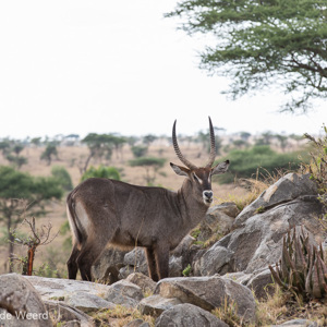 2015-10-22 - Waterbok<br/>Serengeti National Park - Tanzania<br/>Canon EOS 5D Mark III - 200 mm - f/5.6, 1/320 sec, ISO 200