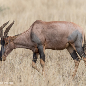 2015-10-22 - Lierantilope (of Topi of Basterdhartenbeest - Damaliscus lunatus<br/>Serengeti National Park - Tanzania<br/>Canon EOS 7D Mark II - 420 mm - f/5.6, 1/1000 sec, ISO 400